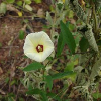 Xenostegia tridentata (L.) D.F.Austin & Staples